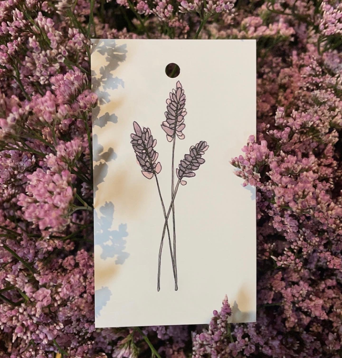 Lavendel
