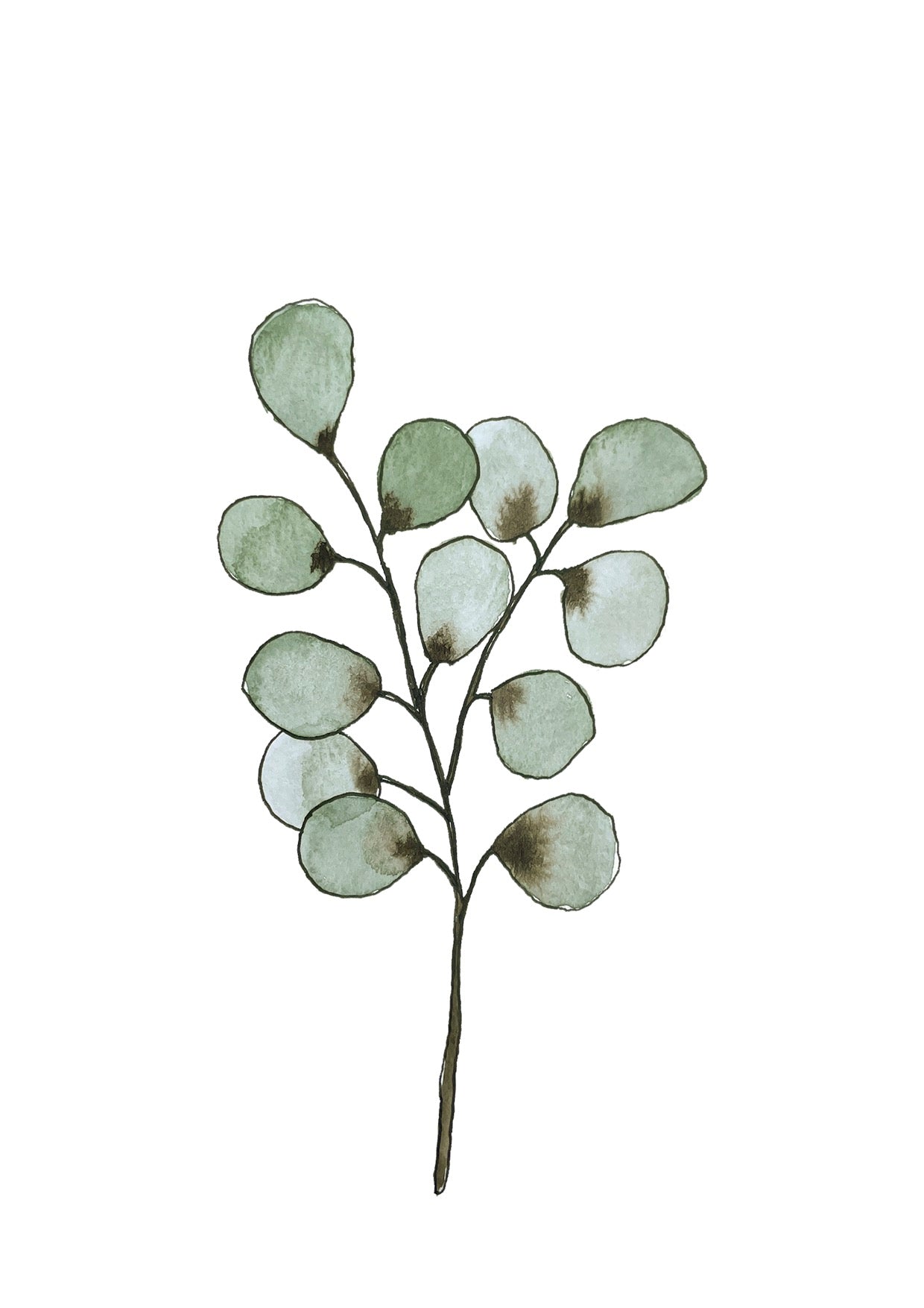 Eucalyptus