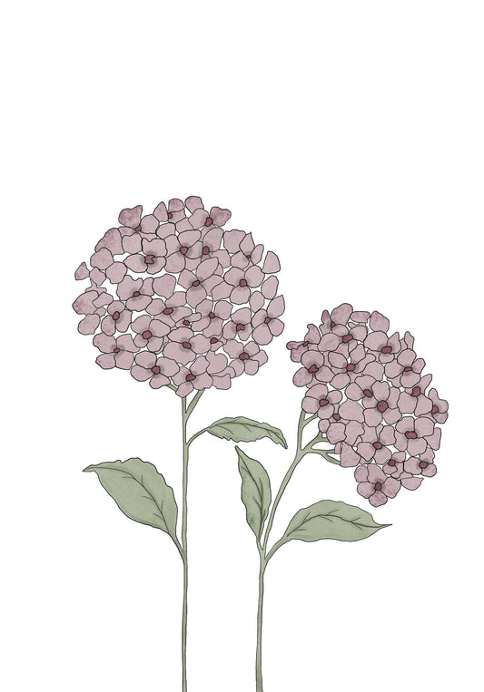 Hortensia