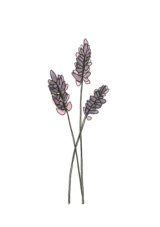 Lavendel